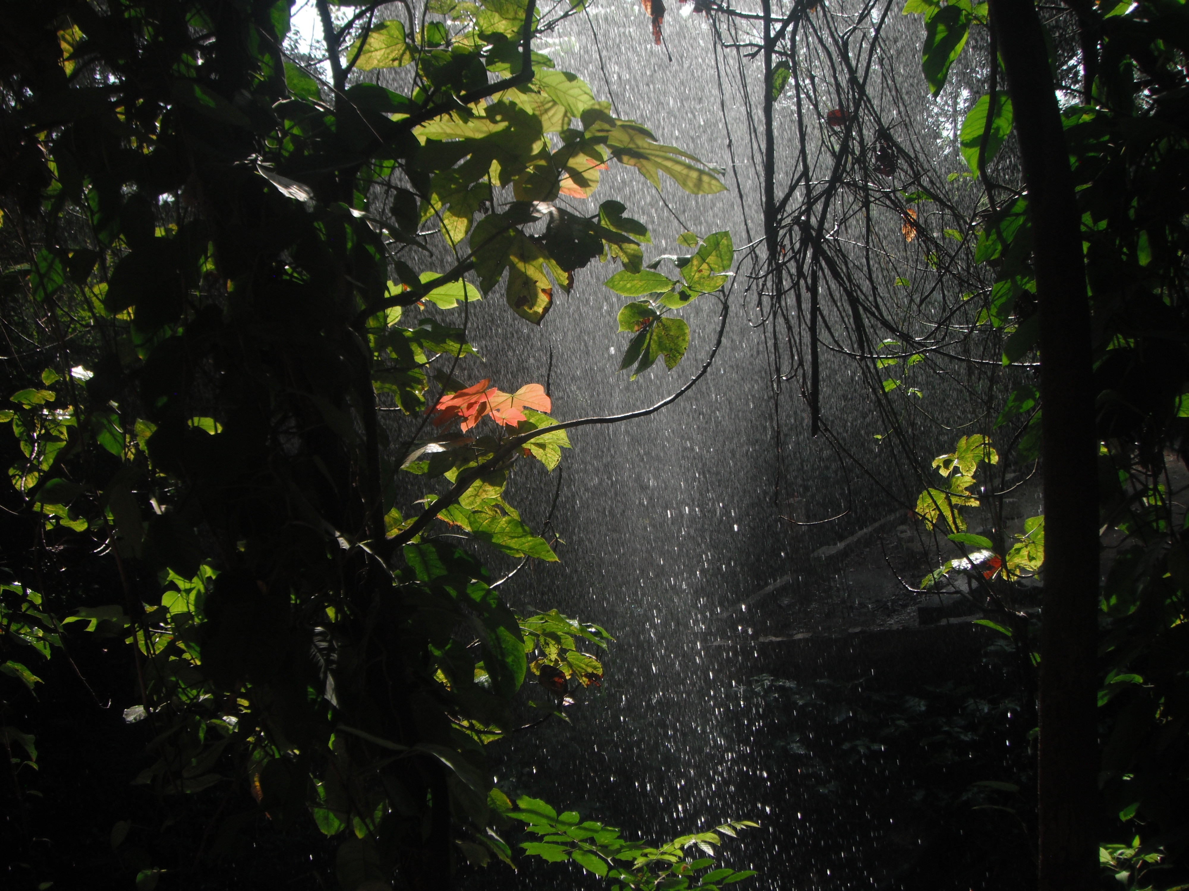 A group standing in lush nature during a tour in Guinea